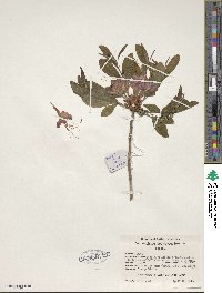 Rhododendron speciosum image