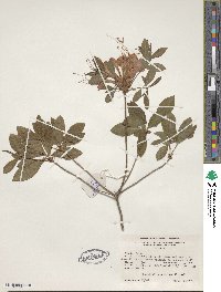 Rhododendron speciosum image