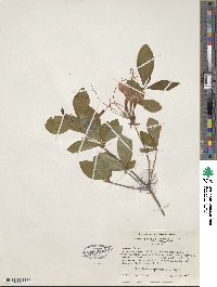 Rhododendron speciosum image