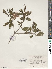 Rhododendron speciosum image