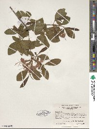 Rhododendron speciosum image