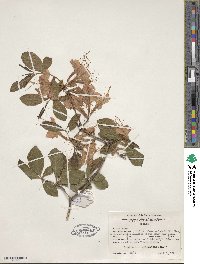 Rhododendron speciosum image