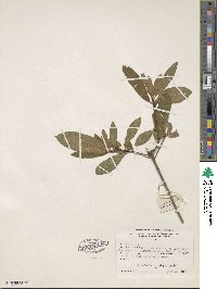 Rhododendron speciosum image