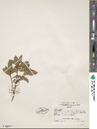 Rhododendron speciosum image