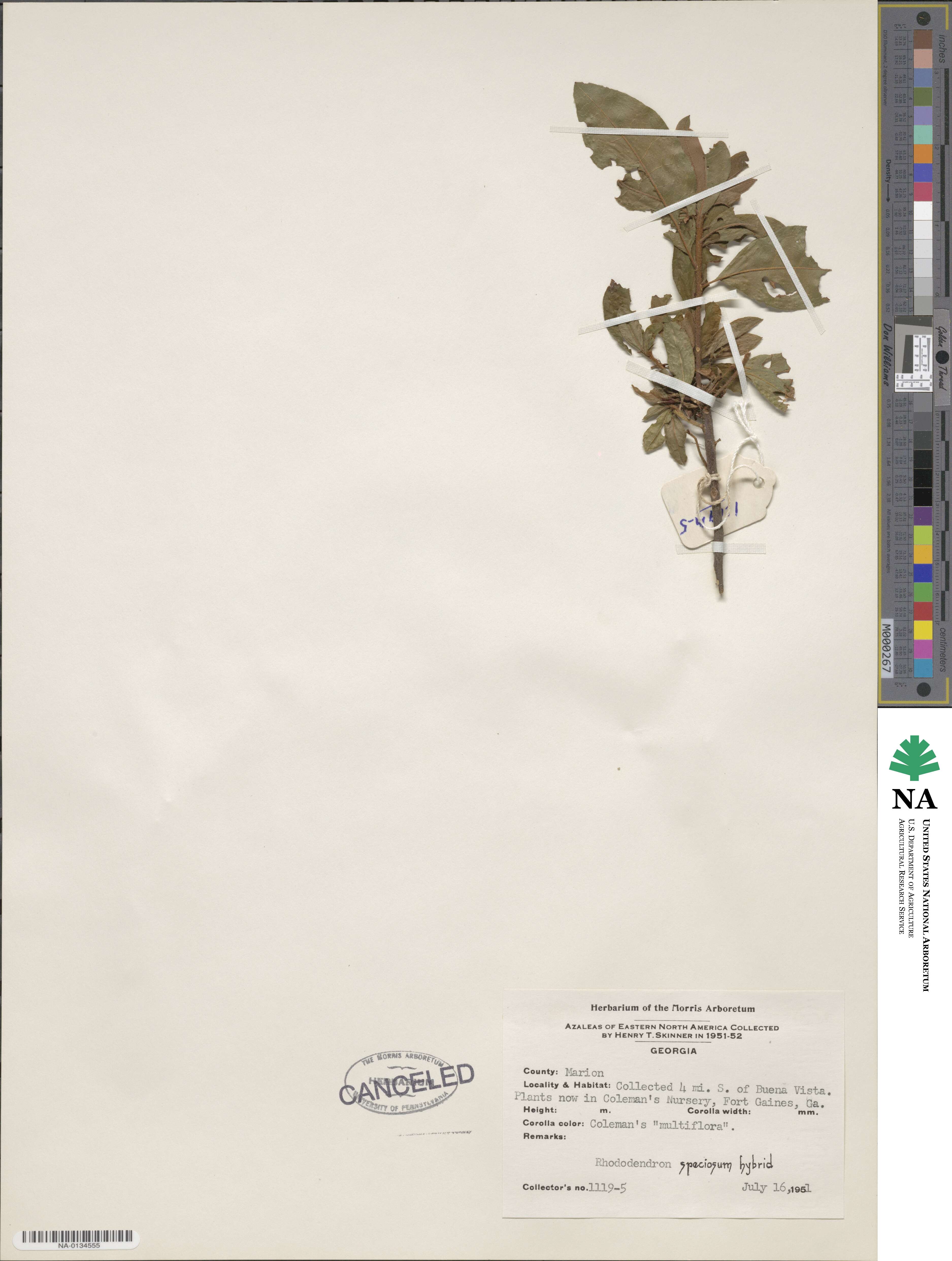 Rhododendron speciosum image