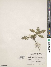 Rhododendron speciosum image