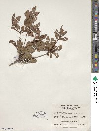 Rhododendron viscosum image