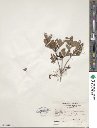 Rhododendron viscosum image
