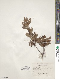 Rhododendron viscosum image