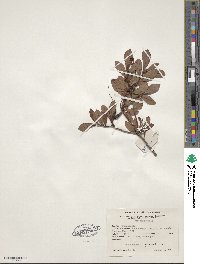 Rhododendron viscosum image
