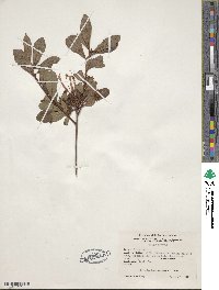 Rhododendron viscosum image