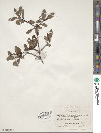 Rhododendron viscosum image