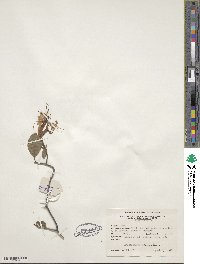 Rhododendron viscosum image