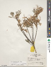 Rhododendron canescens image