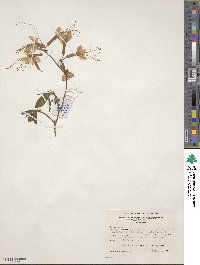 Rhododendron canescens image