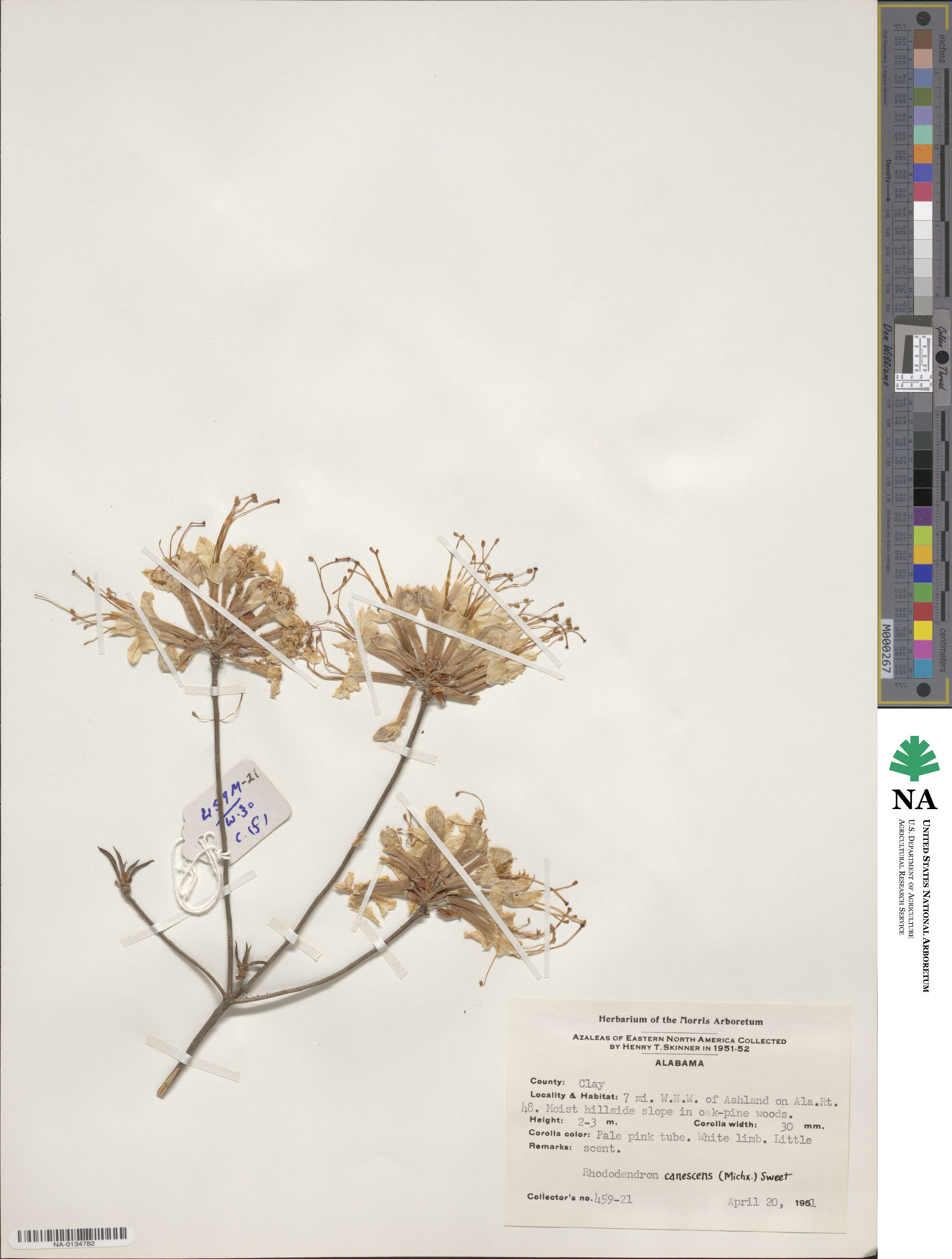 Rhododendron canescens image