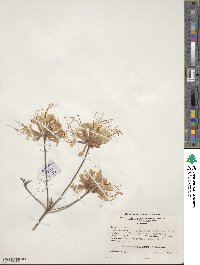 Rhododendron canescens image