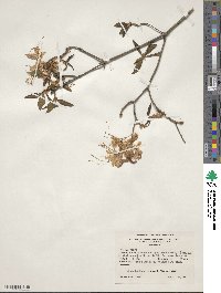 Rhododendron canescens image