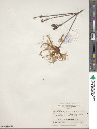 Rhododendron canescens image