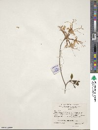 Rhododendron canescens image