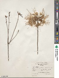 Rhododendron canescens image