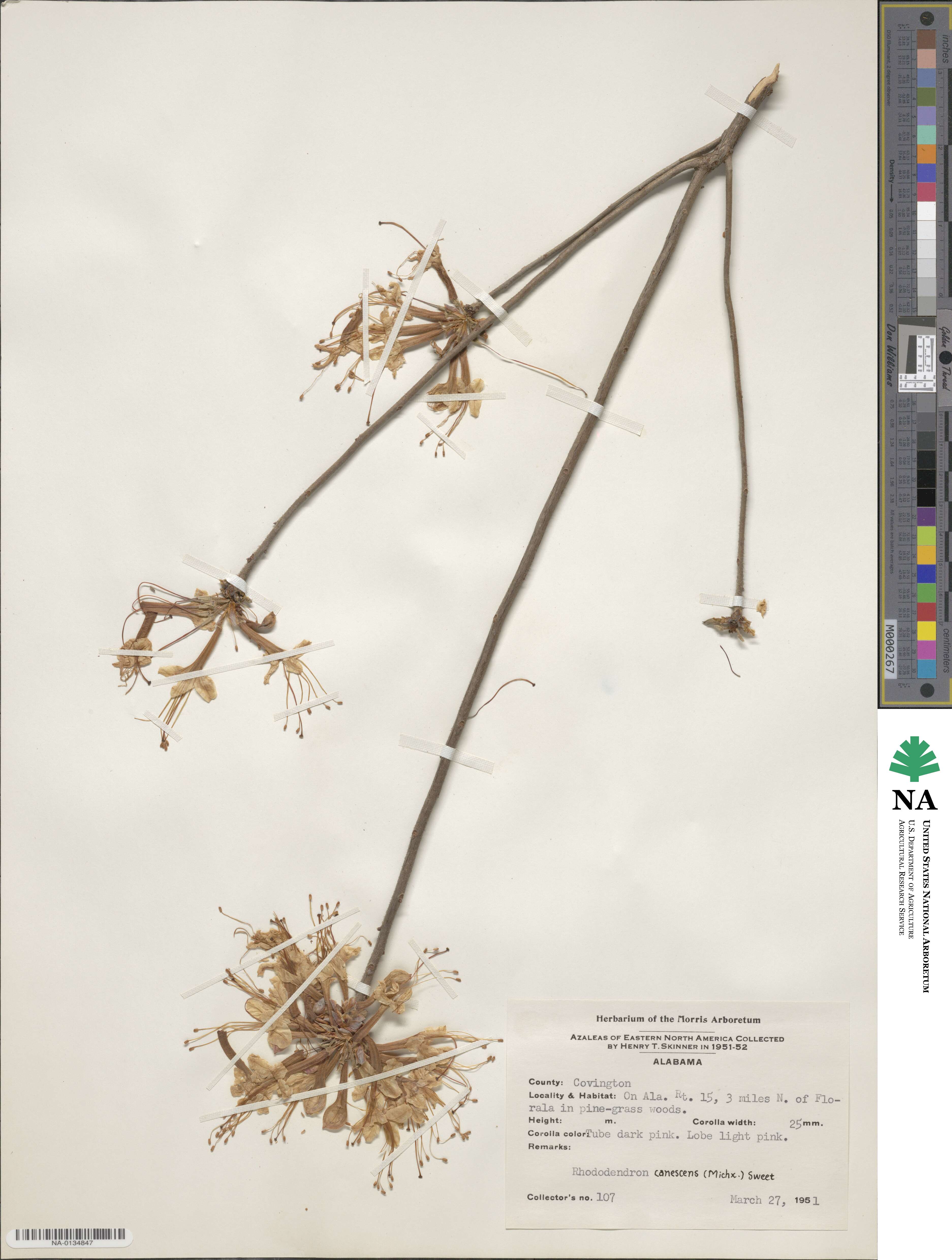 Rhododendron canescens image