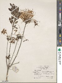 Rhododendron atlanticum image
