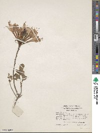 Rhododendron atlanticum image