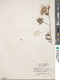 Rhododendron atlanticum image