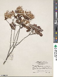 Rhododendron atlanticum image
