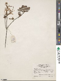Rhododendron atlanticum image