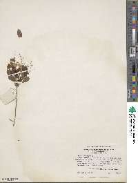 Rhododendron atlanticum image