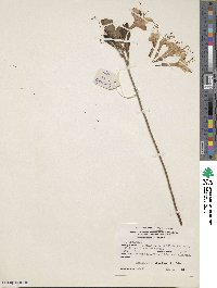 Rhododendron atlanticum image
