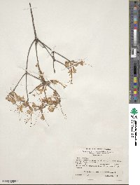 Rhododendron canescens image