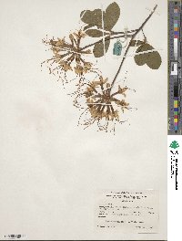 Rhododendron canescens image