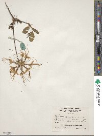 Rhododendron canescens image
