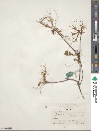 Rhododendron canescens image