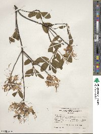 Rhododendron canescens image