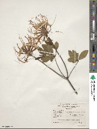 Rhododendron canescens image