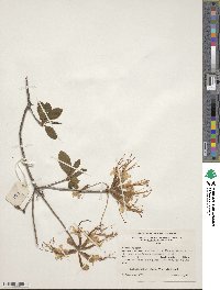 Rhododendron canescens image