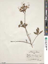 Rhododendron canescens image