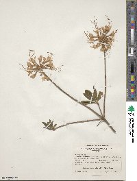Rhododendron canescens image