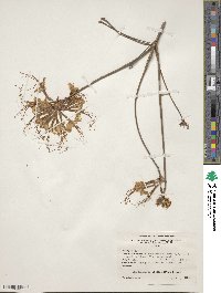 Rhododendron canescens image