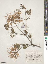 Rhododendron canescens image