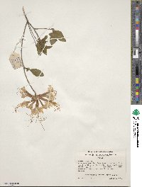 Rhododendron canescens image