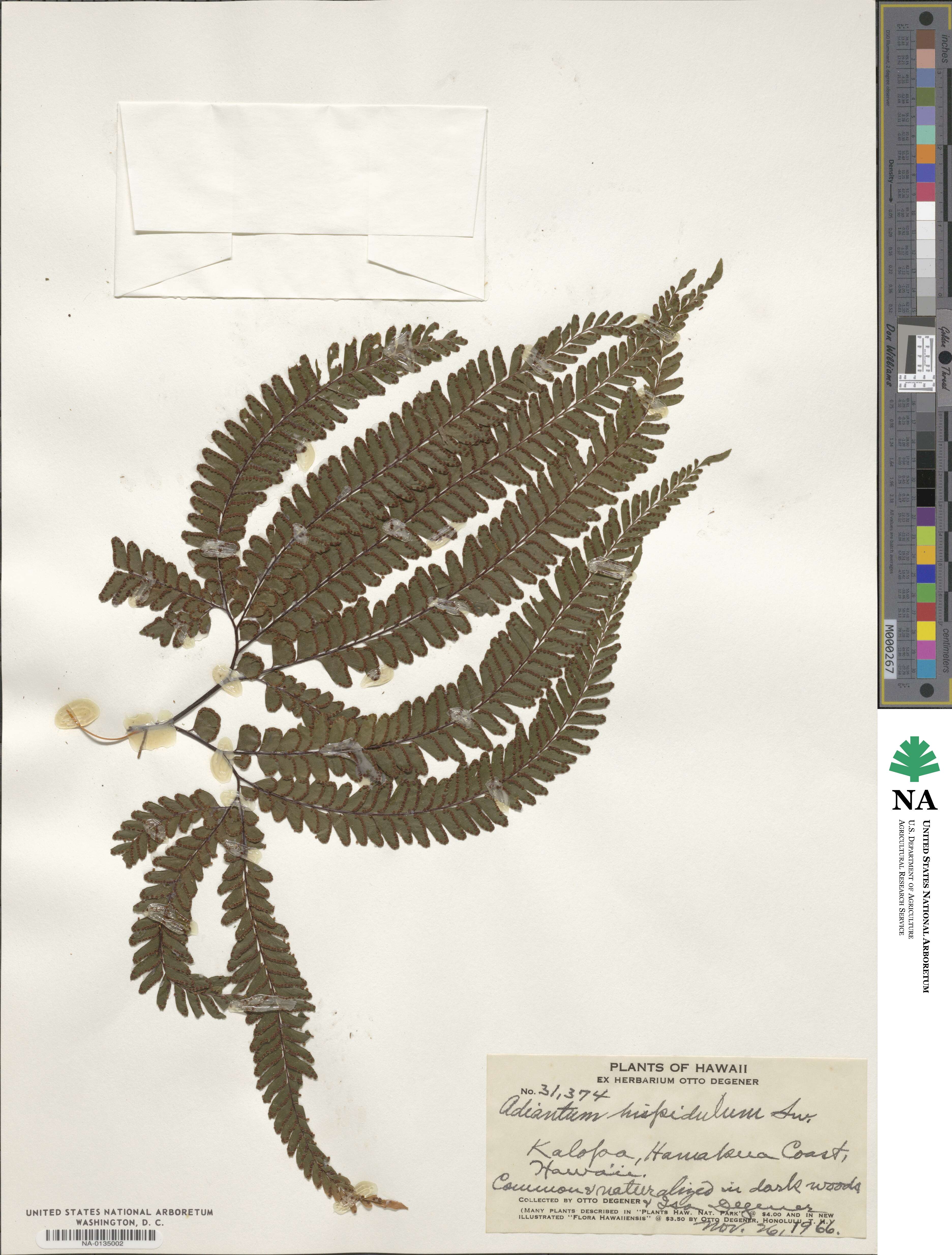 Adiantum hispidulum image