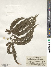 Adiantum hispidulum image