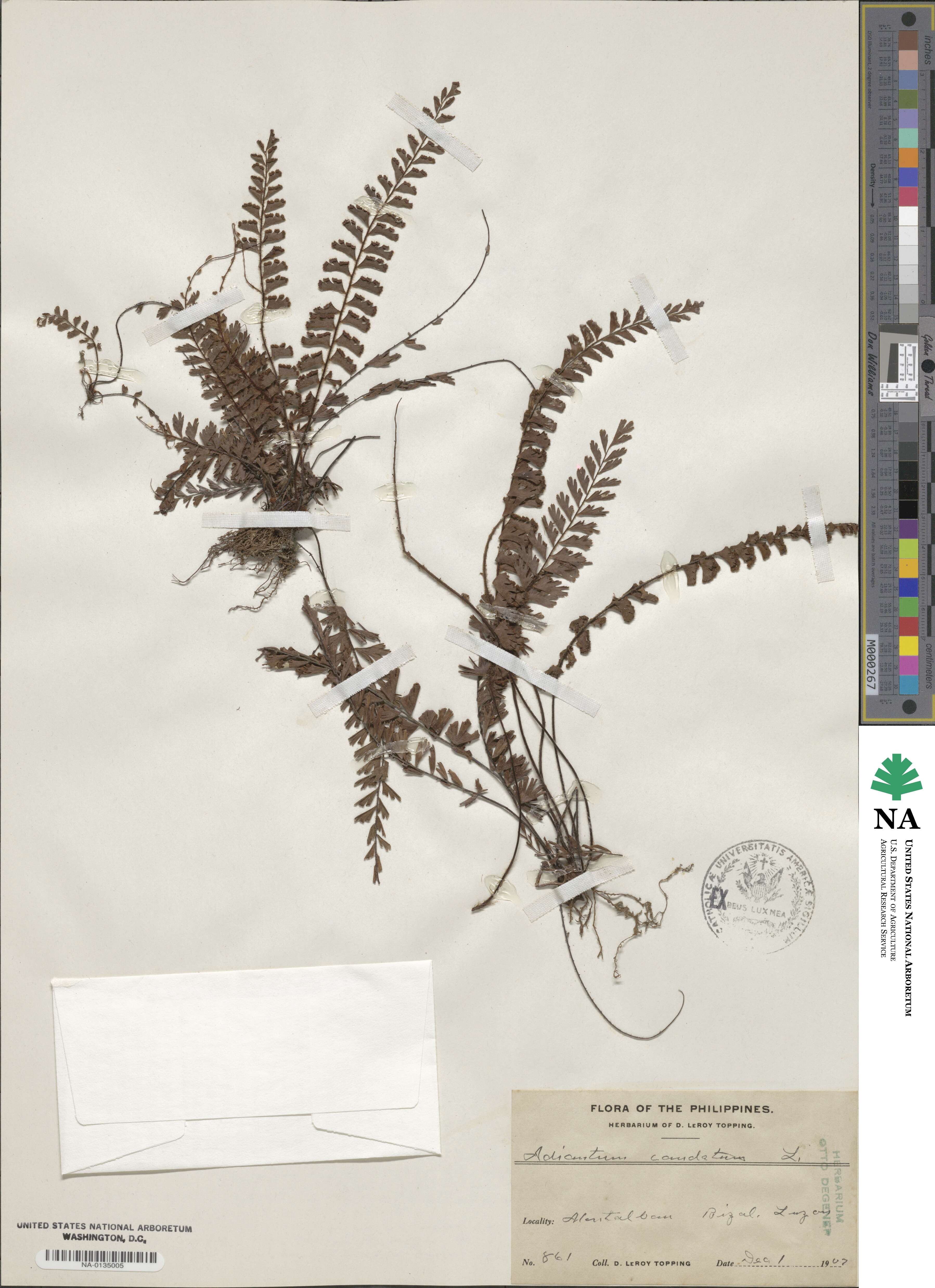 Adiantum caudatum image