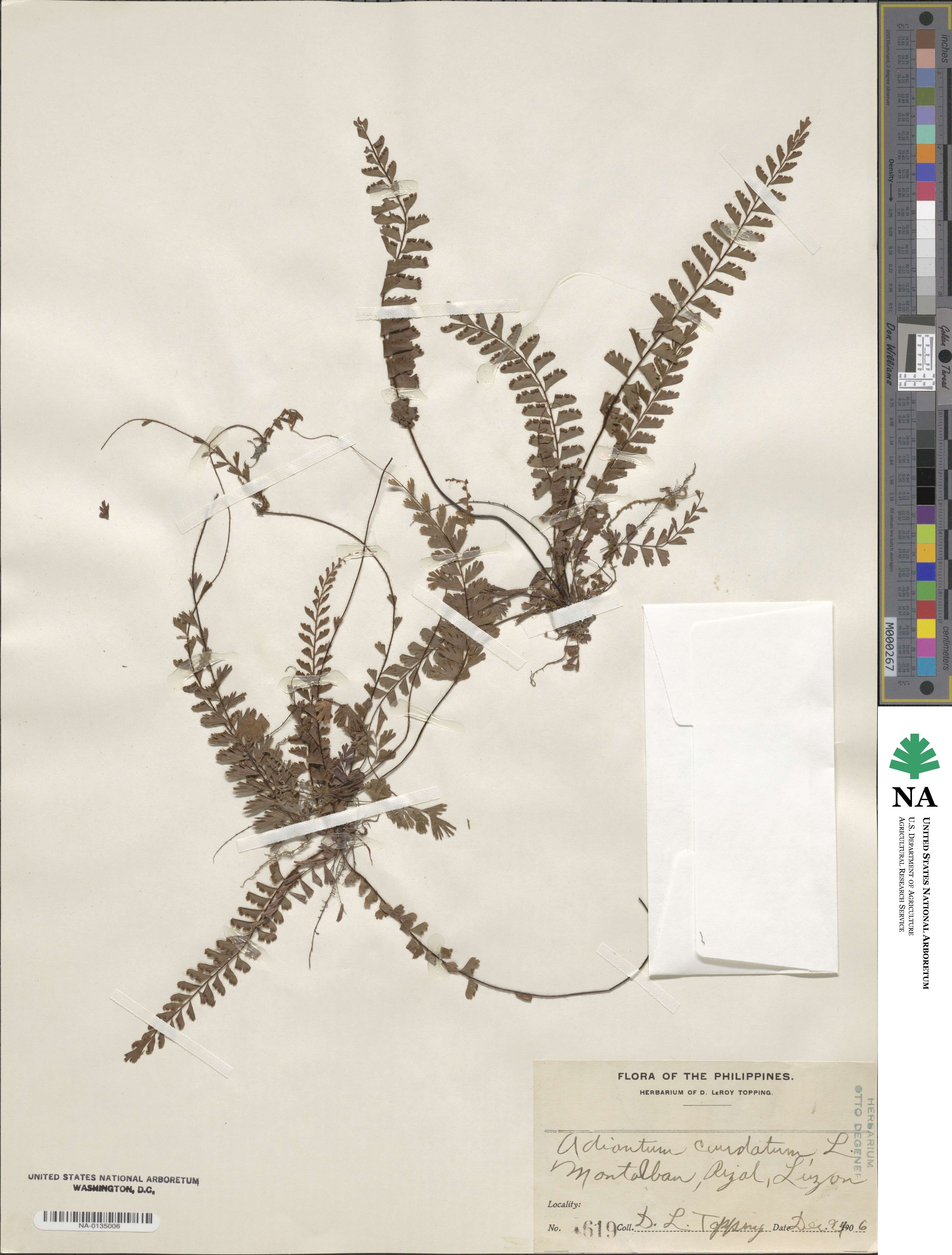 Adiantum caudatum image