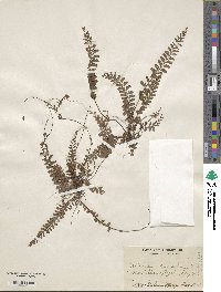 Adiantum caudatum image